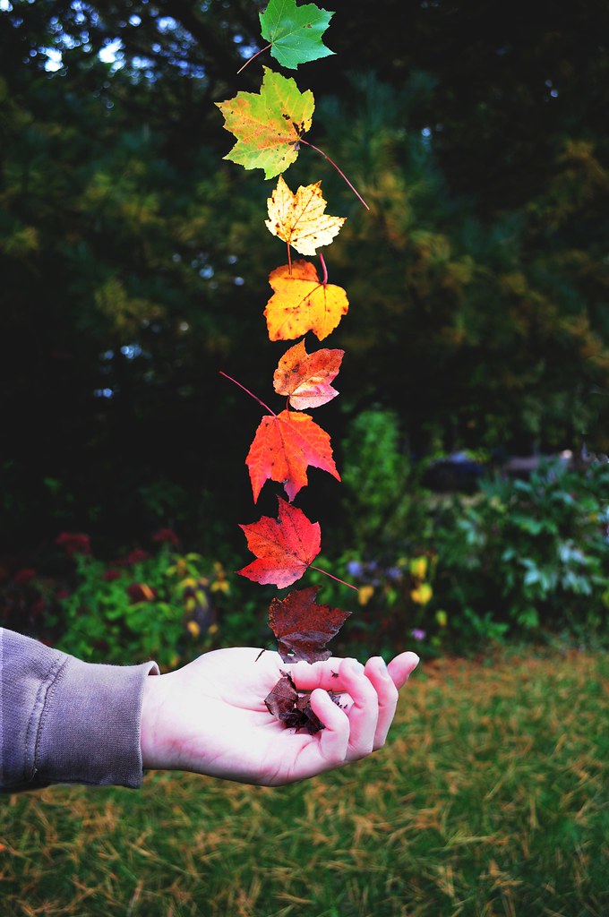 different coloured leaves are falling into an outstretched hand