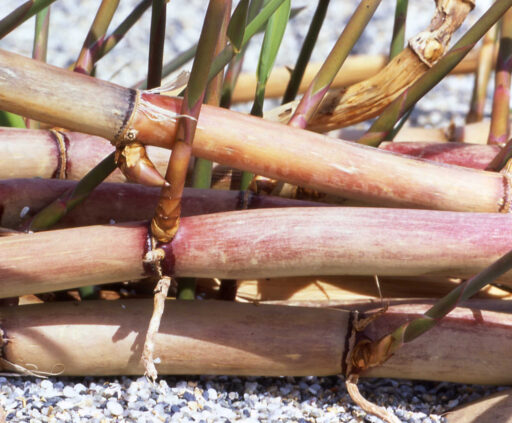 Rhizomes showing a main stalk and then new growth coming from it.